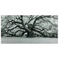 Solid Storage Supplies 36 x 72 in. The Angel Oak Frameless Free Floating Tempered Art Glass Wall Art by EAD Art Coop SO2573434